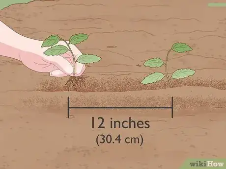 Step 4 把发芽的种子种到地里。