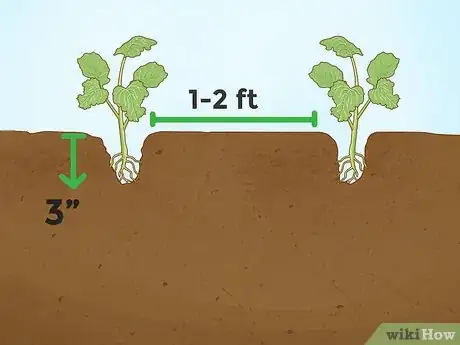 Step 3 挖大约7.5厘米深的坑，把幼苗间隔0.4-0.6米栽种好。