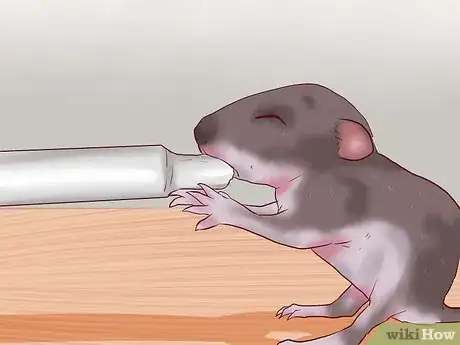 Step 3 把奶喂到小老鼠嘴里。