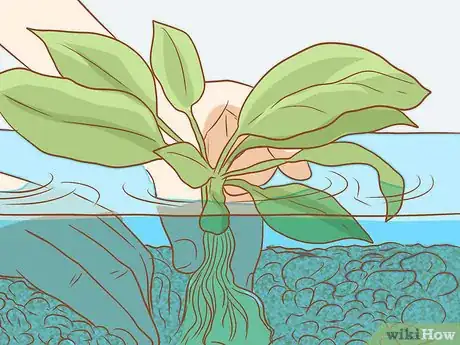 Step 4 给植物创造一个良好的环境。