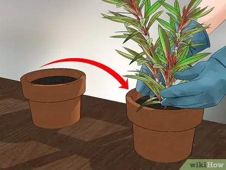 Step 4 如果其它方法无济于事，考虑将植物转移到其它花盆。