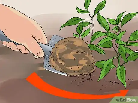 Step 2 把有机物混入植株周围的土壤中。