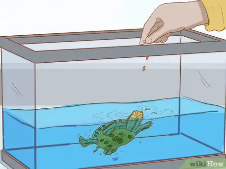 Step 3 考虑在一个单独的容器里给幼龟喂食。