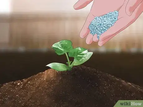 Step 2 给南瓜植物施肥。