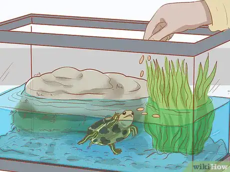 Step 1 每天喂食。