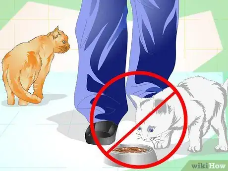 Step 4 驱赶流浪猫。