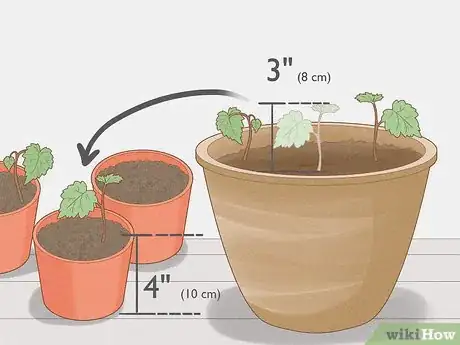 Step 4 移植你的苗木。