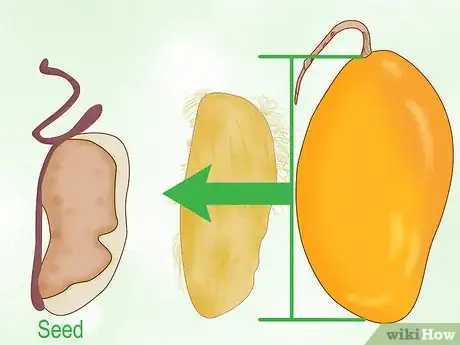 Step 1 挑选一个大的，成熟多胚的芒果。