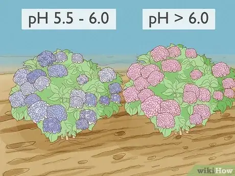 Step 3 用标准盆栽土或者腐殖土栽培绣球花。