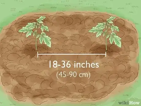 Step 5 植株之间应间隔45到90厘米。