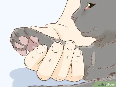 Step 3 按摩猫咪的爪子。