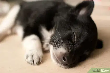 Step 9 幼犬一般会不分昼夜地睡觉，只有在短暂的进食时间才会醒。