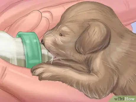 Step 2 帮助幼犬断奶。