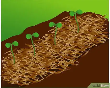 Step 4 植株长到10公分的高度后，用合适的材料给其做护根。
