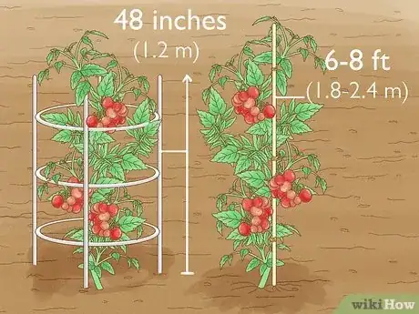 Step 1 给西红柿加桩或者加笼子。