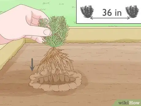 Step 6 种植薰衣草。