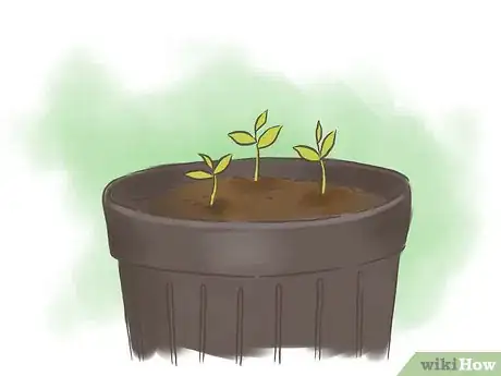 Step 5 移植小苗。