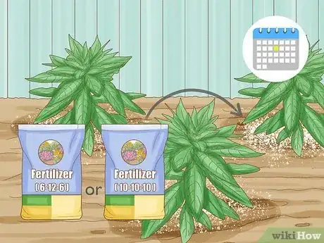 Step 6 每月给植物施一次肥。