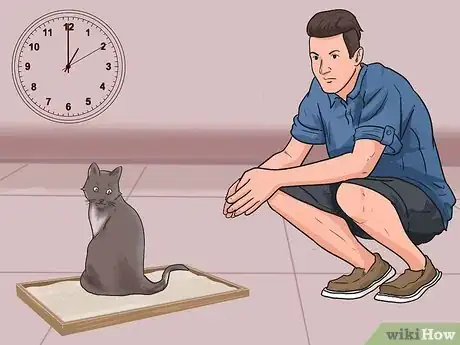 Step 1 熟悉猫咪的规律。