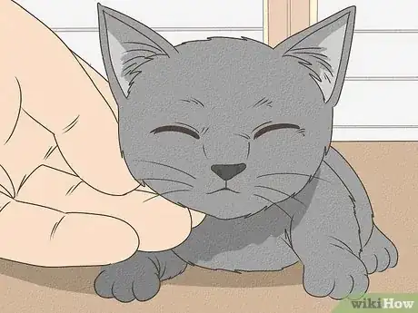 Step 3 洗澡后奖励猫咪。