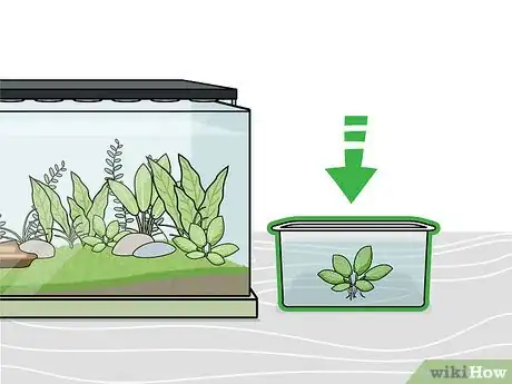 Step 2 将新植物加入水箱之前，要对它们进行隔离和处理。