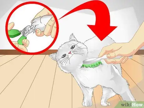 Step 4 给老猫梳理毛发。