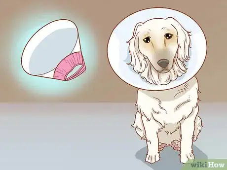 Step 6 给狗戴一个锥形颈圈。