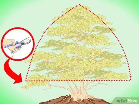 Step 11 保持枫树的树形对称。