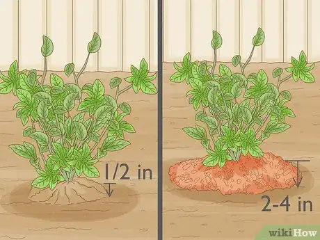 Step 4 栽种蓝莓植株。