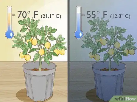 Step 6 控制房间的温度，确保柠檬树可以结果。