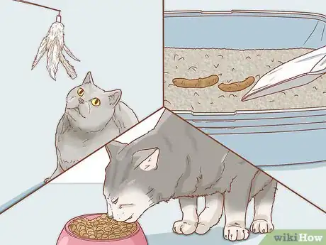 Step 3 考虑多花点时间陪陪猫咪。