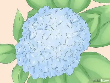 Step 1 选择绣球花品种。