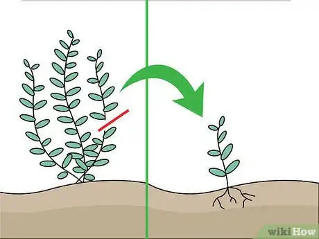 Step 4 如果想少花点钱，你可以从插条开始种植。