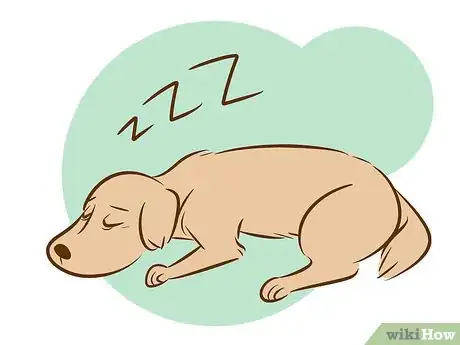 Step 3 观察狗狗的睡眠情况。