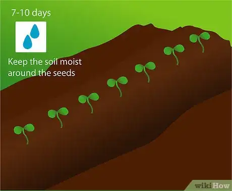 Step 3 留意种子发芽。