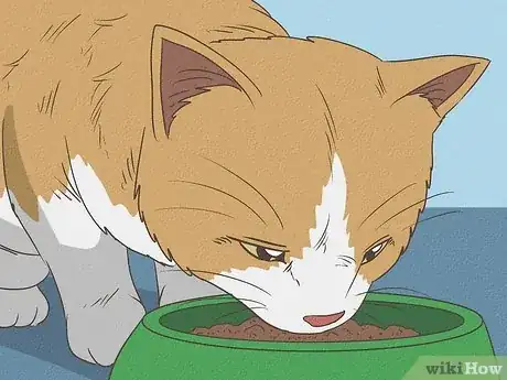 Step 4 睡前给猫咪喂食。