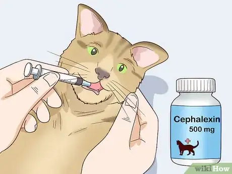 Step 4 按医嘱让猫咪服用抗生素。