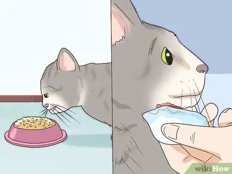 Step 5 预防猫痤疮。