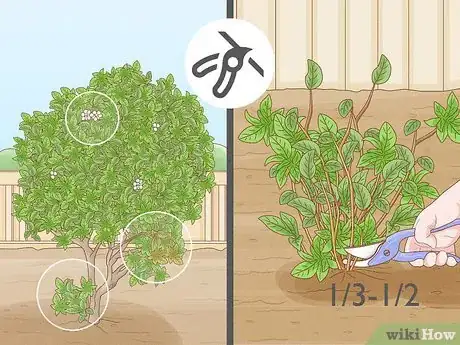 Step 2 每年冬天修剪植株。