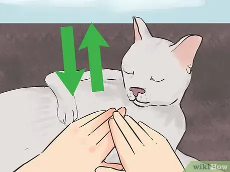 Step 1 对猫实施心脏复苏术（CPR）。