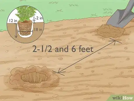 Step 3 为每株蓝莓挖一个小洞。