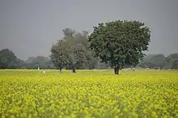 A mustard farm in Kotkasim