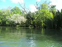 Green mangrove trees hang over a moving body of water.