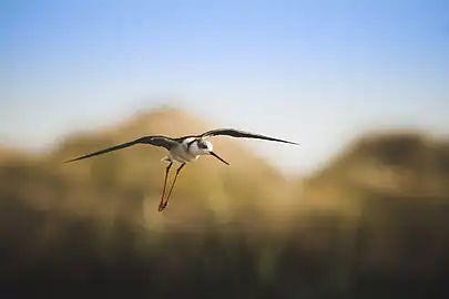 Black-winged stilt,Tunisia