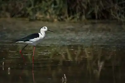 Black-winged stilt,Tunisia