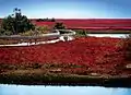 The Miscou plains in fall.