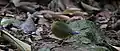 Bar-bellied pitta (female)