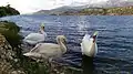 Mute swans in Koutavos Lagoon, Cephalonia, Greece