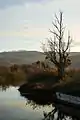 Tree at the wetland