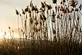 Wetland grasses